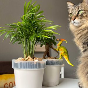 テーブルヤシ,ガジュマル,観葉植物,成長記録,おはようの画像