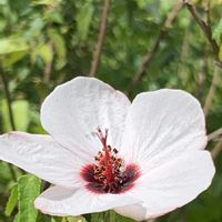 キバナコスモス,ヤノネボンテンカ,ヤノネボンテンカ,キンゴジカ,キンゴジカの画像