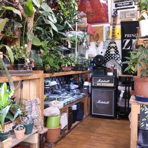 多肉植物,ウラボシ科,ビカクシダ属,食中植物,塊根の画像