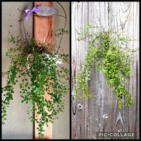 ワイヤープランツ,つぶやきの画像