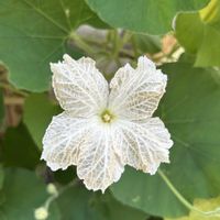 ヒョウタン,ヒョウタン,白い花,向島百花園,ウリ科の画像