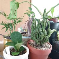 観葉植物,ガーデニング,多肉棚,多肉植物とサボテン,タニパトの画像