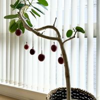 パッションフルーツ,柑橘系,フィカス ベンガレンシス,オザキフラワーパーク,つる性植物の画像