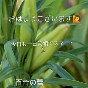 色々お花,水やり,ヤエ菜園,永ちゃん田んぼの画像