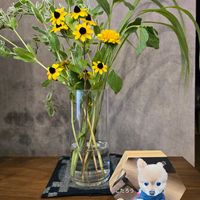 テーブルヤシ,フェンネル,ルドベキア,ハツユキソウ,観葉植物達の画像