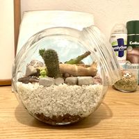 クジャクサボテン,サボテン,柱サボテン,大阪,植物大好きの画像
