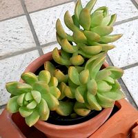 月の王子,多肉植物,セダム属の画像