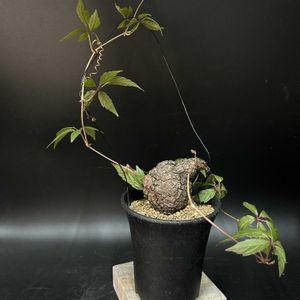 多肉植物,観葉植物,塊根植物,コーデックス,珍奇植物の画像