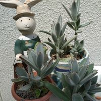 月兎耳,ツキトジ,カランコエ属 月兎耳,月兎耳（ツキトジ）,月兎耳(つきとじ)の画像
