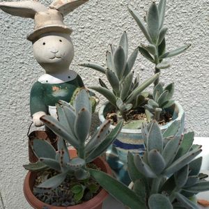 月兎耳,ツキトジ,カランコエ属 月兎耳,月兎耳（ツキトジ）,月兎耳(つきとじ)の画像