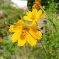 キバナコスモス,地植え,我が家の畑,かわいい花,どんどん増えるの画像