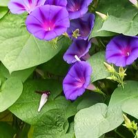 プランター,花のある暮らし,植物のある暮らし,ジョグ友募集の画像