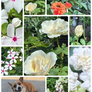 白い花,やっぱり花が好き♡,癒しのひと時,ばら バラ 薔薇,コーギーの画像
