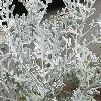 プランター,花のある暮らし,植物のある暮らし,おうち園芸の画像