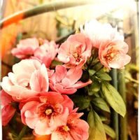 フェンス,庭の画像