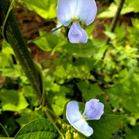 四角豆,うりずん豆（四角豆）,四角豆の花の画像
