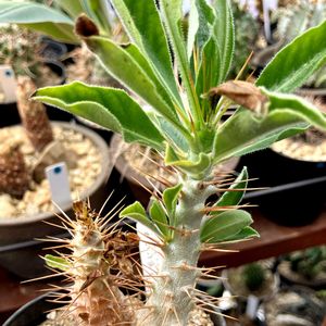 パキポディウム 白馬城,パキポディウム・サウンデルシー,多肉植物,塊根植物,コーデックスの画像