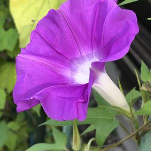 素敵な花に囲まれて,小さな庭の画像