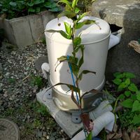 ネペンテス,食虫植物,食虫植物・ウツボカズラの画像