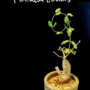 Fockea Edulis,火星人,火星:Mars,カクタス広瀬,小さな庭の画像