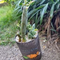 七宝樹,多肉植物,大好き,発見,かわいい♡の画像