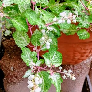 花のある暮らし,ミッチの会,斑入りのジュジュサンゴ,小さな庭の画像
