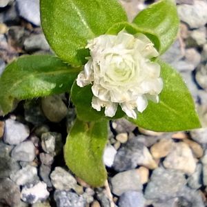 センニチコウ,ツユクサ,ミリオンベルサマー,山野草,蕾が好きの画像