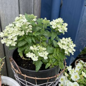 夏の庭,鉢植え,夏の花,寄せ鉢,フロントガーデンの画像