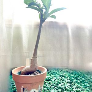 アデニウム,バオバブ,アデニウム タイソコトラナム,ハオルチア 祝宴,バオバブ ディギターダの画像