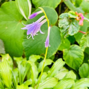 ギボウシ（ホスタ）,いただきもの,鉢植え✨,2026♡マイ♡ガーデン,小さな庭の画像