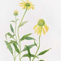 エキナセア,シロタエギク,フウリンブッソウゲ,フウリンブッソウゲ,ミッキーマウスの木の画像