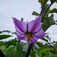 ナスの画像