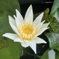 熱帯スイレン,熱帯睡蓮 ジャニス,ヒメオモダカ,ベランダの画像