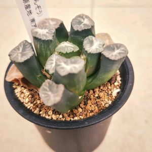 ハオルチア,万象,ハオルチア万象,多肉植物,観葉植物の画像