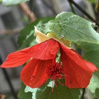 アブチロン,オニユリ,バーベナ,マツバボタン,ミントの画像