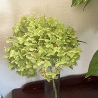 パキラ,ポトス,小さな幸せ,優しい気持ち,嬉しい開花の画像