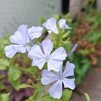 ルリマツリ,花散歩,花のある暮らし,植物のある暮らし,植中毒の画像