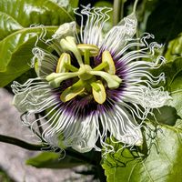 トケイソウ,パッションフルーツ,パッションフルーツの蕾,パッションフルーツのお花,パッションフルーツのお花の画像