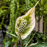 スパティフィラム,観葉植物,熱帯植物,植物のある暮らし,botanical lifeの画像