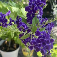 デュランタ,花のある暮らし,水やり,夏日の画像
