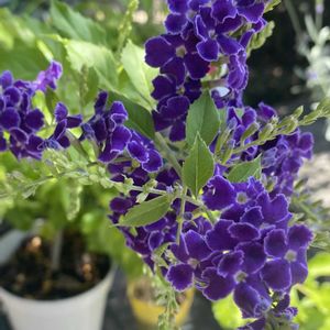 デュランタ,花のある暮らし,水やり,夏日の画像