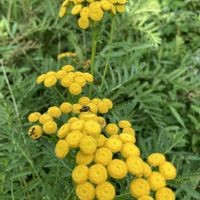 ヨモギギク(タンジー),ハーブ,黄色い花,キク科,綺麗✨の画像