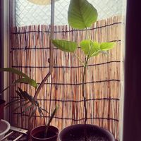 インドボダイジュ,インドボダイジュの画像