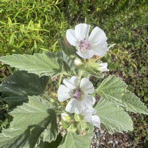 ハーブ,地植え,白い花,無農薬,無肥料の画像