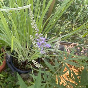 ハーブ,地植え,無農薬,紫色の花,無肥料の画像