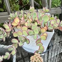 ミセバヤ,我が家のお花,フェンスの画像