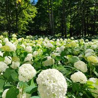 アナベル,花のある暮らし,大雪森のガーデン,宿根草の庭,上川町の画像