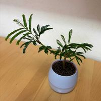 ハマボウ,エバーフレッシュ,観葉植物,誕生日プレゼント,癒しを求めての画像