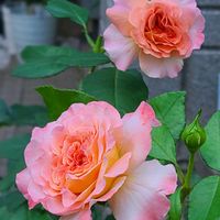 ガイラルディア,アウグスタルイーゼ,ルドベキア アーバンサファリ,夏の花,夏の花壇の画像