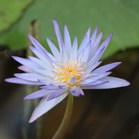 睡蓮,熱帯スイレン,熱帯睡蓮　ティナ,熱帯睡蓮　フォックスファイヤー,熱帯睡蓮　アバランチの画像